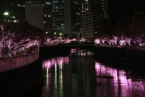 春は桜！冬はピンク色のイルミネーションです！